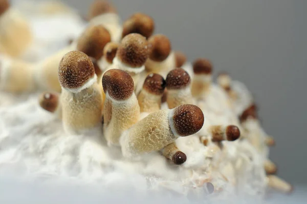 Beyaz arka planda Psilocybe Cubensis mantarlarının mikro büyümesi. Mycelium of psilocybin psychedelic mantar Golden Teacher. Makro manzara, yakın plan. Mikro doz kavramı.