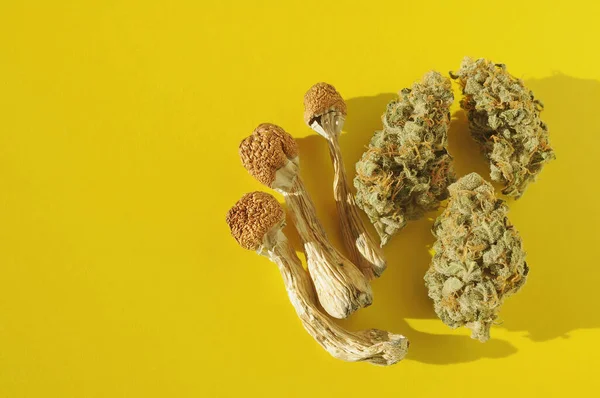 サイケデリック旅行 Cbdレクリエーション 黄色の背景に乾燥したシロシブキノコとマリファナの芽 マイクロ投与の概念 — ストック写真