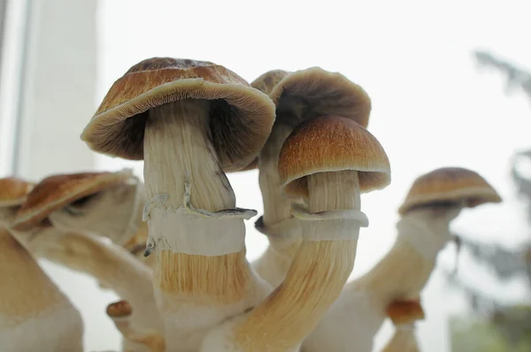 Mycelium block of psilocybin psychedelic mushrooms Golden Teacher. Home growing of Psilocybe Cubensis mushrooms on white background. Macro view, close-up. Micro-dosing concept.