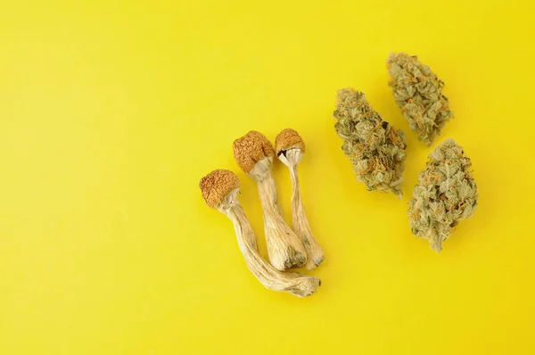 Psychedelic Trip Cbd Recreation Dried Psilocybe Mushrooms Marijuana Buds Yellow — Stock Photo, Image