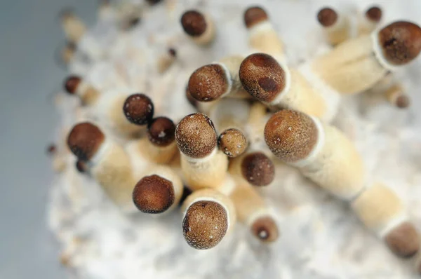 Mycelium of psilocybin psychedelic mushrooms Golden Teacher. Macro view, close-up. Micro-dosing concept. Micro growing of raw Psilocybe Cubensis mushrooms on white background.