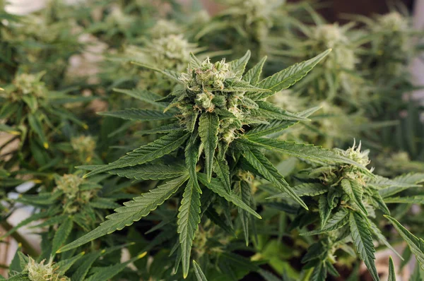 Kenevir açan çiçekler yakın plan. Tomurcukları büyük olan marihuana çalısı. Yetişkin kenevir bitkisi. Strain Gorillla Yapıştırıcısı.