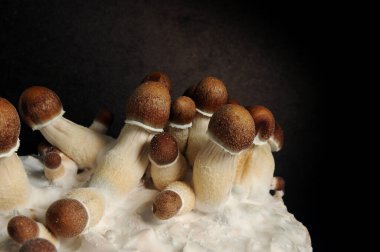 Siyah arka planda Psilocybe Cubensis 'in mikro büyümesi. Mycelium bloğu, psikedelik psilosibin mantarları, Altın Öğretmen. Makro manzara, yakın plan. Mikro doz kavramı.