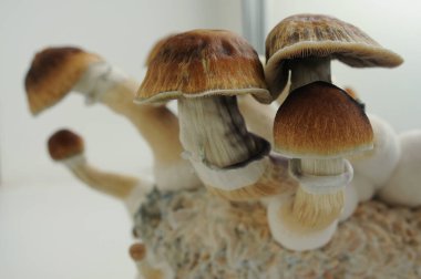 Mycelium blok psilocybin psychedelic mantar Golden Teacher. Beyaz arka planda Psilocybe Cubensis mantarlarının üretildiği yer. Makro manzara, yakın plan. Mikro doz kavramı.
