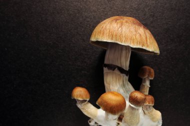 Psikedelik psilosibin mantarları, Altın Öğretmen, üst görüş, yakın çekim. Siyah arka planda izole edilmiş Psilocybe Cubensis ham mantarları. Mikro doz kavramı.