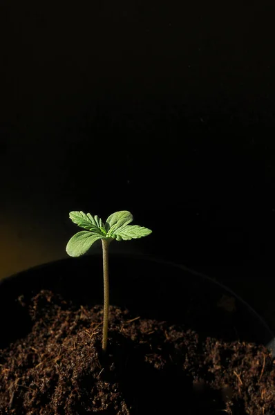 Cannabis Broto Close Isolado Fundo Solo Mudas Frescas Marijuana Cânhamo — Fotografia de Stock