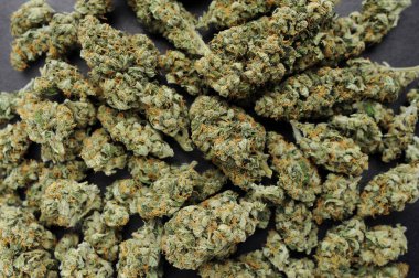 Marihuana CD 'leri yakın plan. Tıbbi kenevir çiçekli arka plan. Yabani otlar çiçek açar. Hasat zamanı, şehir büyütme konsepti.