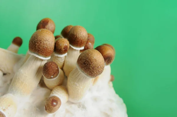 Mycelium block of psychedelic psilocybin mushrooms Golden Teacher. Micro growing of psilocybe cubensis on green background. Macro view, close-up. Micro-dosing concept.