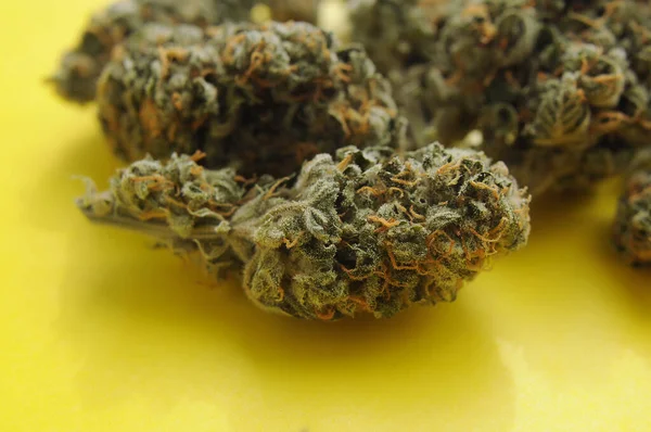 Marijuana Knoppar Närbild Cannabis Torkade Blommor Gul Bakgrund Gräs Lagligt — Stockfoto