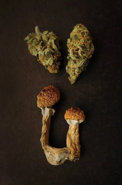 Psychedelic Trip Cbd Recreation Dried Psilocybe Mushrooms Marijuana Buds Black — Stock Photo, Image