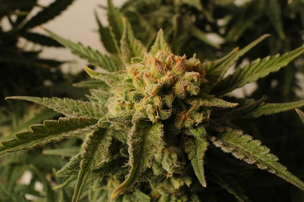 Kenevir tomurcukları yakın plan. Çiçeklerin üzerinde büyük trikoliler olan marihuana çalısı. Yetişkin taze bitkisi. Strain Gorillla Yapıştırıcısı, GGG4.