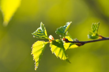 Arka plan bulanık yapraklarda genç bahar