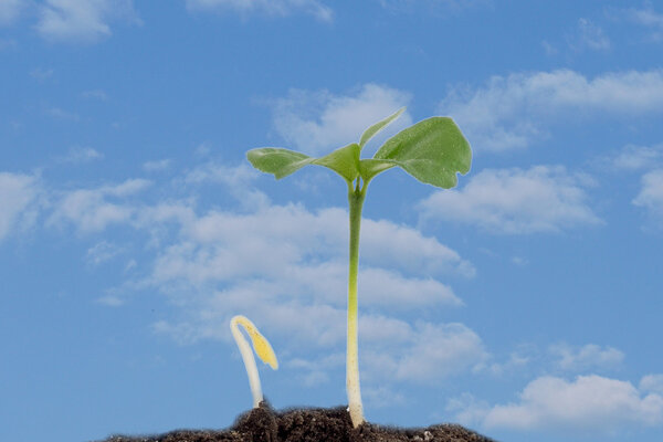 two growth sprout on cloudy sky