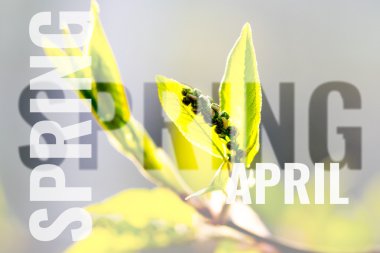 Bahar arka plan ile Nisan kartpostal