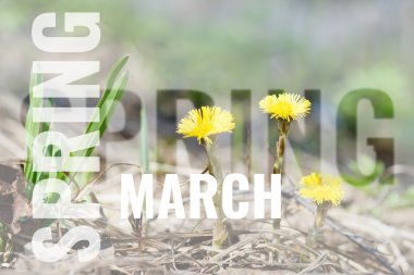 Bahar arka plan ile Mart kartpostal