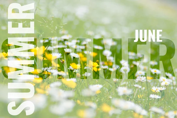 Ιουνίου καρτ ποστάλ με λευκά και κίτρινα άνθη το καλοκαίρι — Φωτογραφία Αρχείου