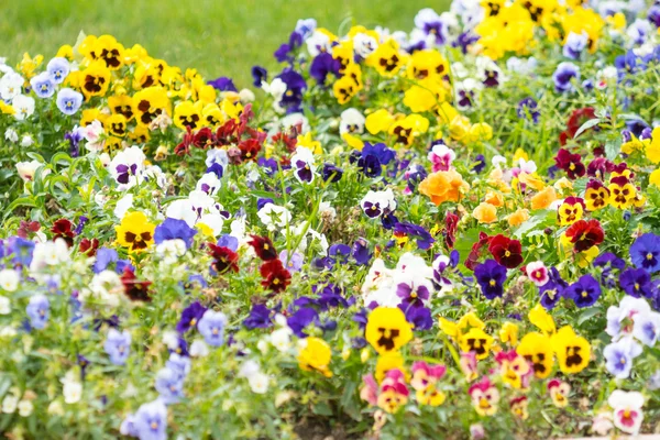 Colorato primavera fiori astratto sfondo 1 — Foto Stock