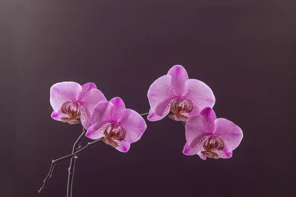 Пурпурный пунктирный орхидея бранч в цвету на коричневом фоне — стоковое фото