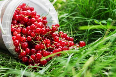 Frenk üzümü çilek plastik çim üzerinde olabilir