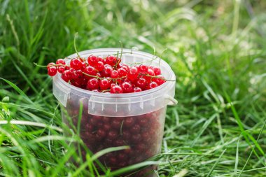 Frenk üzümü çilek plastik çim üzerinde olabilir