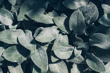 Gri tüylü yaprak doku arka plan