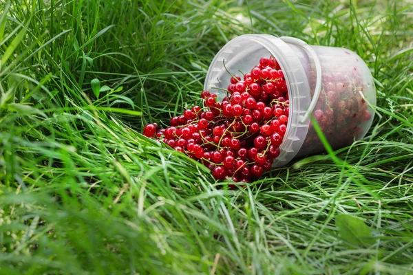 Bagas de groselha vermelha em lata de plástico na grama — Fotografia de Stock