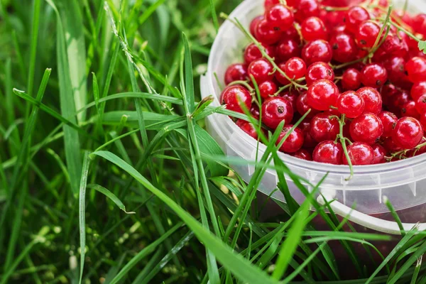 Rote Johannisbeeren in Plastikdose auf Gras — Stockfoto