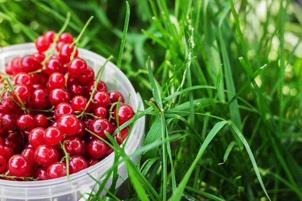 Rote Johannisbeeren in Plastikdose auf Gras — Stockfoto