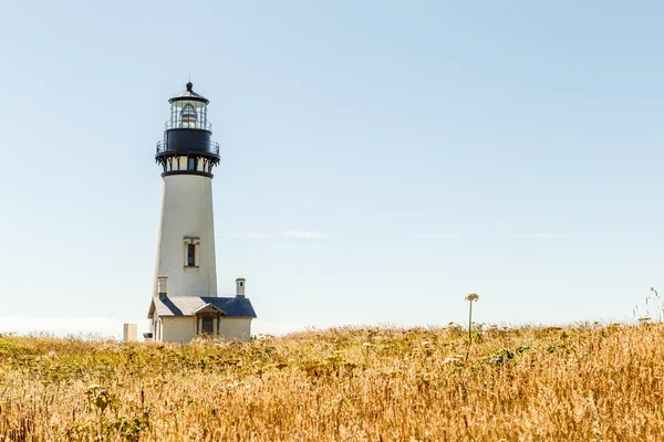 Phare Yaquina Head Sur Côte Pacifique Entouré Une Prairie Oregon — Photo