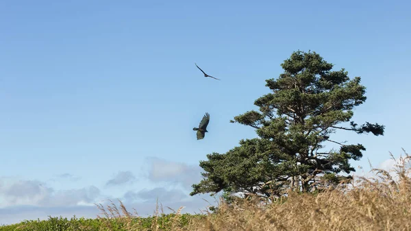 A couple of wild birds flying in the field near a big lonely tree