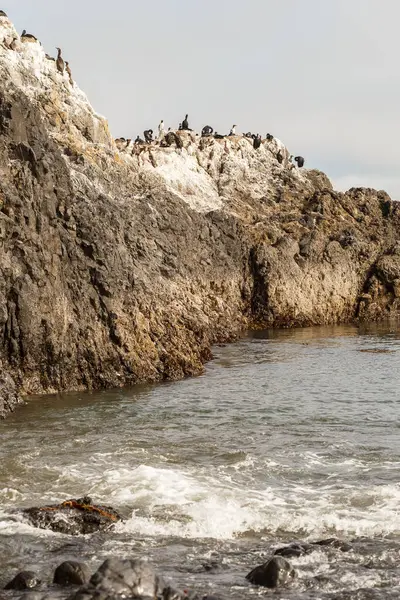 Cliff Vol Vogels Mariene Fauna Vuile Klif Bedekt Met Guano — Stockfoto