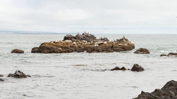 Cliff Pieno Uccelli Leoni Marini Fauna Marina Yaquina Bay Usa — Foto Stock