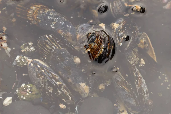 Formación Mejillones Frescos Una Roca Playa Océano Pacífico — Foto de Stock