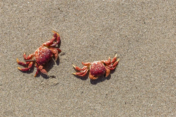 Two Crabs Sand Vacation Concept — Stock Photo, Image