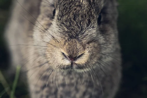 灰兔或兔子的脸靠得很近 动物生命 — 图库照片