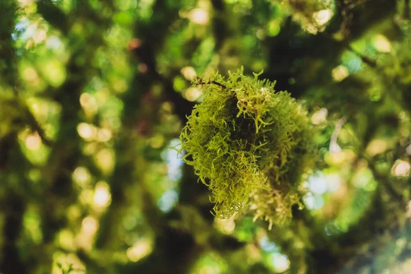 Rama Árboles Cubierta Musgo Selva Tropical Oregon — Foto de Stock