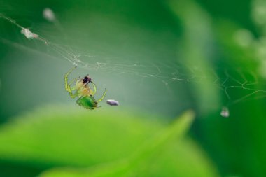Avrupa bahçe salatalığı yeşil arka planda örümcek ağına asılı yeşil bir örümcek. Yazın doğru ortamda bir böcek. Yeşil Yaz arkaplanı