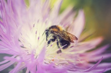 Bumblebee bahçede mor bir çiçekten nektar topluyor.