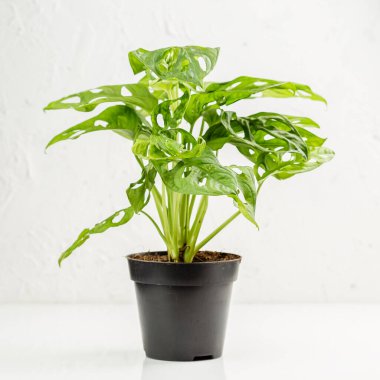 Monstera adonsonii Maymun maskeli bitki beyaz duvarın üzerinde fidanlıkta, kentsel orman kavramı, evde bitki yetiştirme