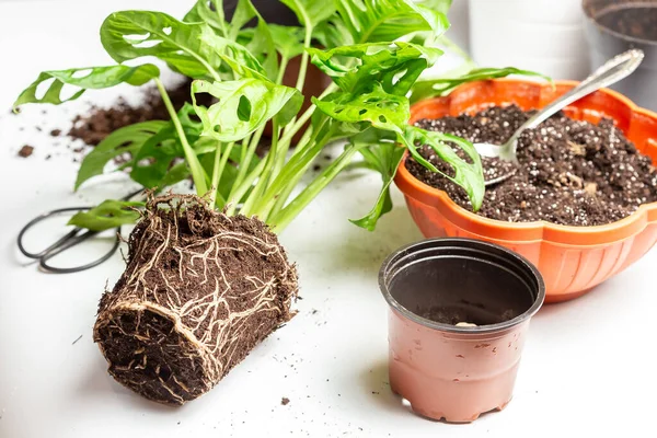 Monstera Monkey Maks ya da Monstera Adansonii 'yi yeni bir çömleğe dönüştürmek. Çiçek bakımı işleri.