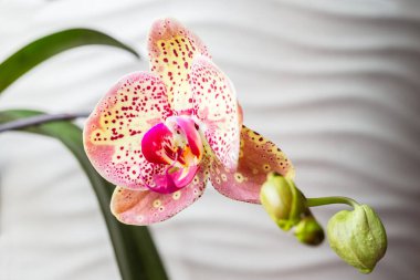 Orkide çiçekleri pembe noktalı sarı çiçeklerle çiçek açmaya başladı. Ev konseptinde orkide yetiştirmek.