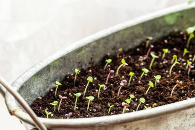 Toprakta yetişen taze fesleğen fidanları. Yeni büyüme kavramı