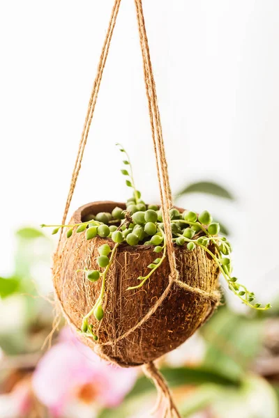 Hindistancevizi kabuğu Senecio Rowleyanus ya da İnci Dizisi bitkisiyle birlikte asılıydı. DIY projesi, atık yükseltme kavramı