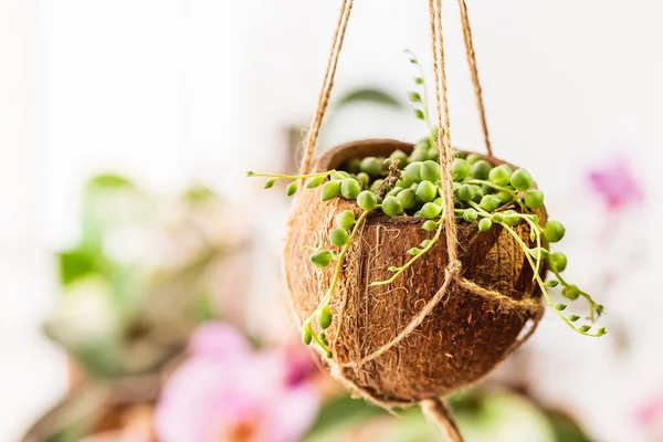 Hindistancevizi kabuğu Senecio Rowleyanus ya da İnci Dizisi bitkisiyle birlikte asılıydı. DIY projesi, atık yükseltme kavramı