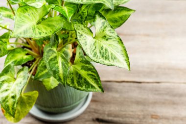 Yeşil yapraklar Sengonyum podophyllum 'u yakınlaştırıyor. Ok başlı saksı bitkisi. Şehir içi orman bahçe evi..