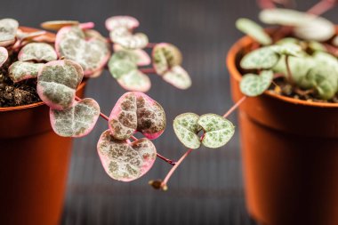 Ceropegia woodii gümüşü ve çeşit çeşit makro yakın çekim. Genç kupa dizisi siyah arka planda küçük bir saksıya yerleştirilir. Tespih asması ya da bir telin üzerindeki kalpler ya da asma çiçeği, yumuşak odak