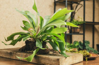 Tahta üzerinde Staghorn Fern monte edilmeye hazır.