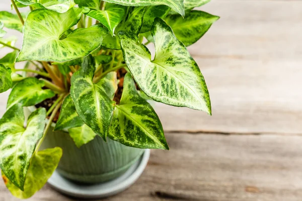 Green Leaves Syngonium Podophyllum Close Arrow Head Potted Plant Indoor — Stock Photo, Image