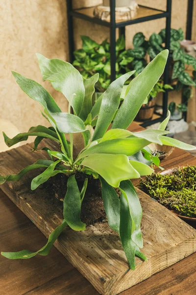 Staghorn Fern Wooden Board Ready Mounted — Stock Photo, Image