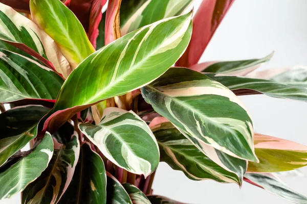 Egzotik Calathea Stromanthe Sanguinea Triostar ya da Tricolor bitkisinin üzerine beyaz benekli yapraklar ve koyu pembe yaprak tabanı.